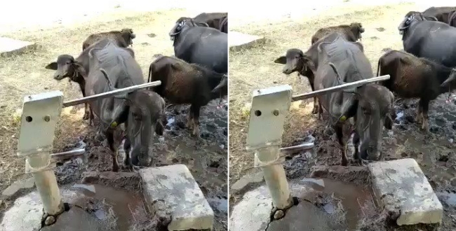 Buffalo bump water and drinking video goes viral 
