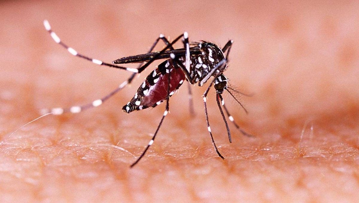 Zika Virus Confirmed in Maharashtra Pune 