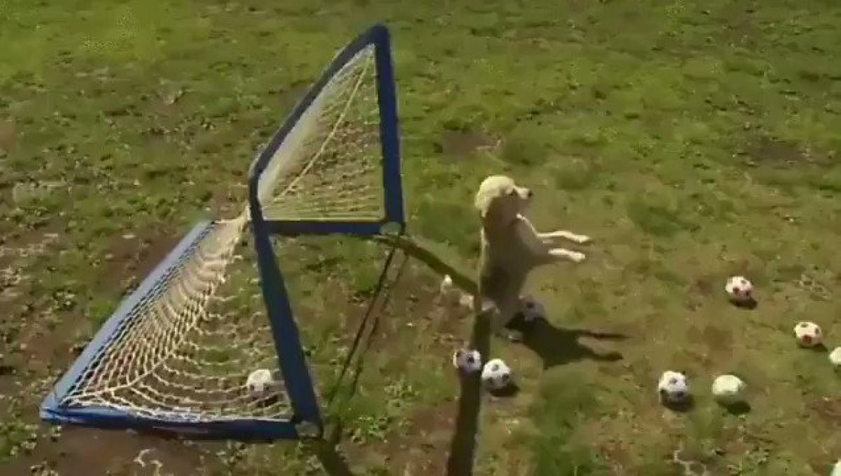 Dog playing football video viral