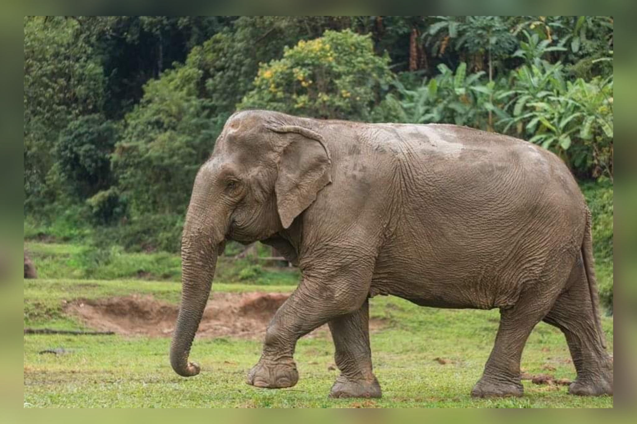 Elephant attacked