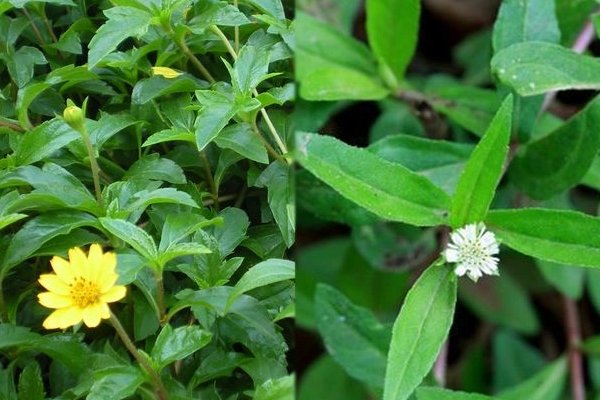 karisalankanni oil