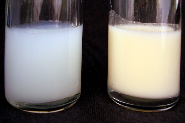 Milk safty tips