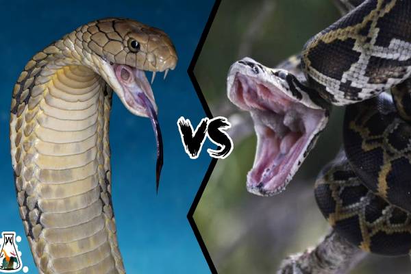 King cobra