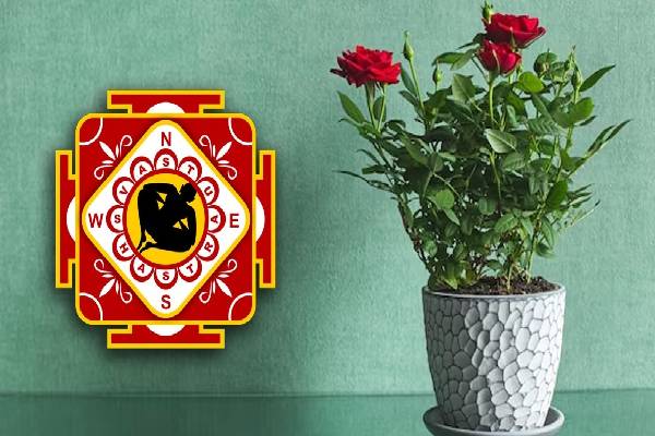 rose flower vastu