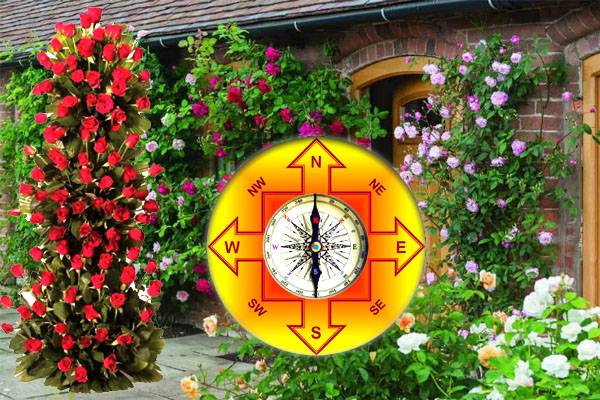 rose flower vastu