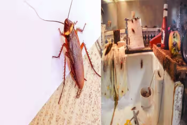பல்லி விரட்டும் மருந்து