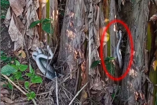 பாம்பு dance