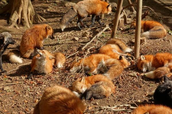 Japan fox village