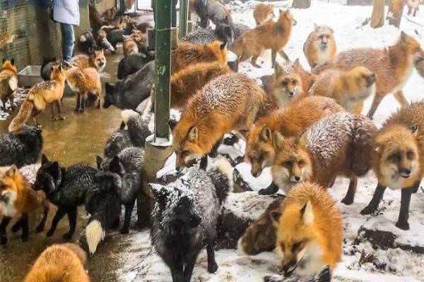 Japan fox village