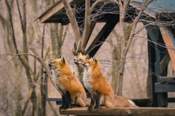 Japan fox village