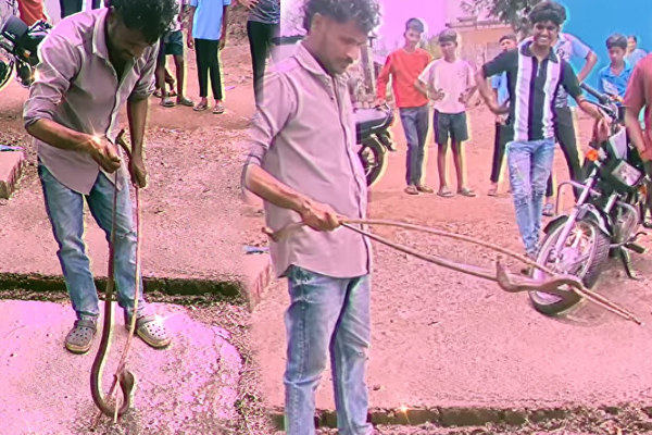 பாம்பு பிடிப்பு