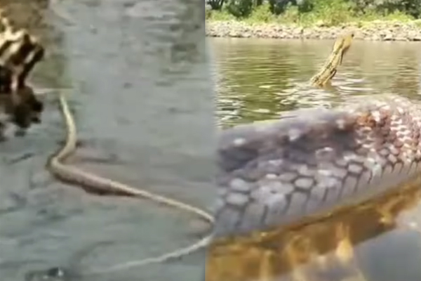 மலைப்பாம்பு video