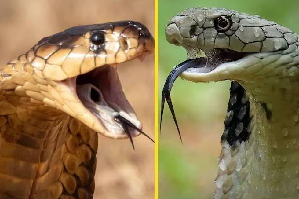 பாம்பு விரட்டும் வழிகள்