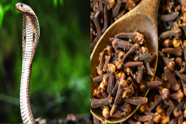 பாம்பு விரட்டும் வழிகள்