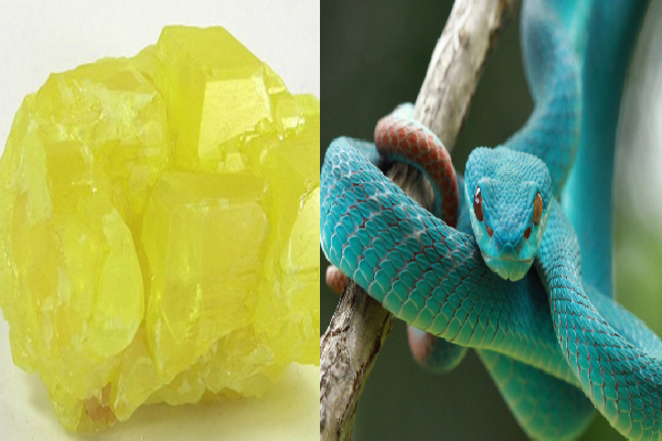 பாம்பு விரட்டும் வழிகள்