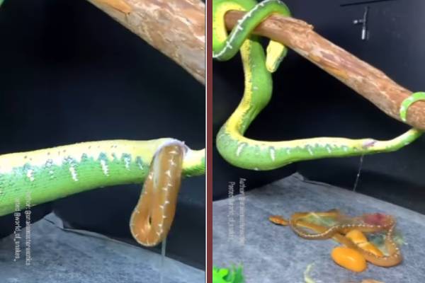 snake baby viral
