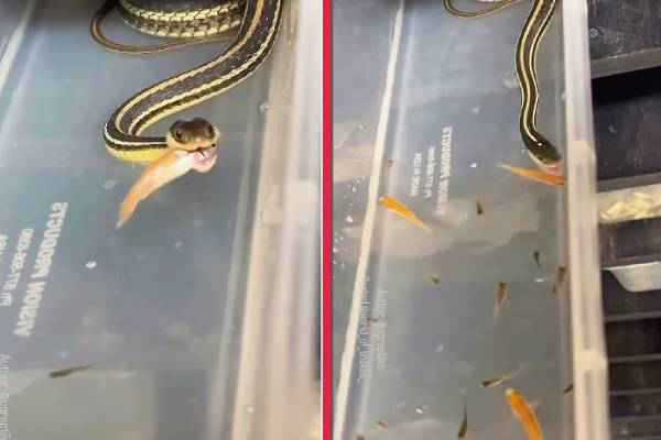 Ribbon பாம்பு