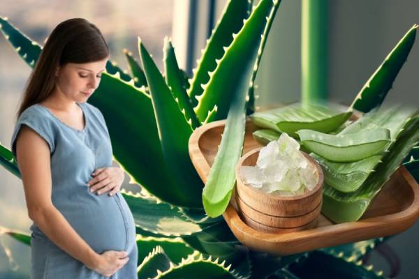 கற்றாழை நன்மை தீமை