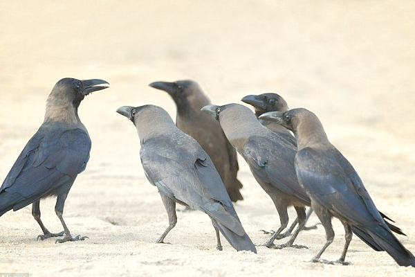 காகம் வாஸ்து