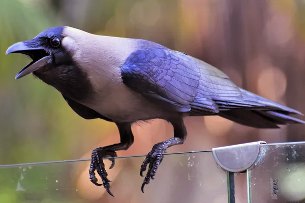 காகம் வாஸ்து
