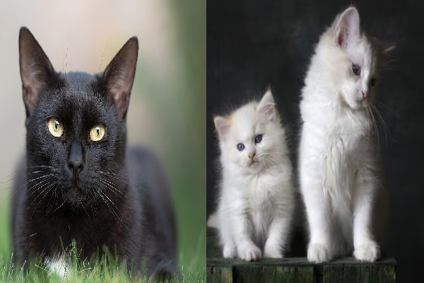 பூனை சகுனம்