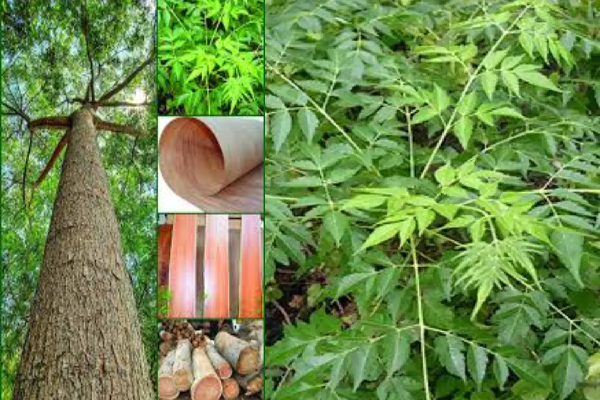 மலைவேம்பு