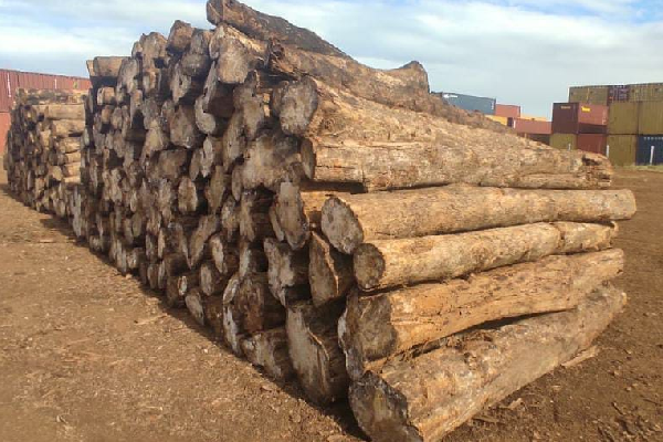 மலைவேம்பு