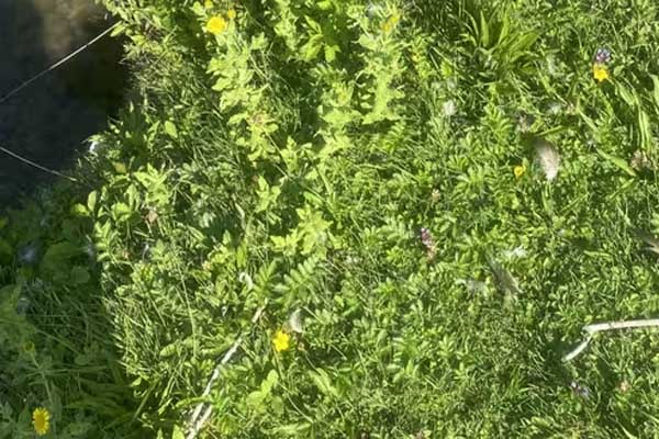 தவளை சவால்