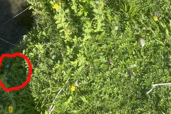 தவளை சவால்