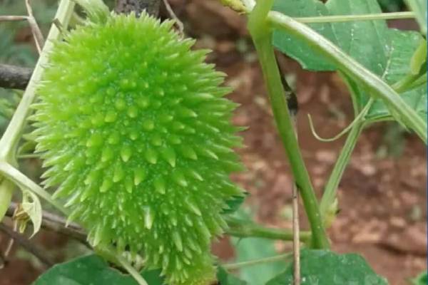 பாம்பு கடி