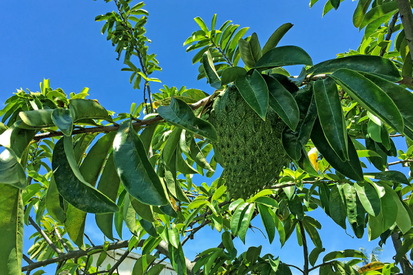 புற்றுநோய்