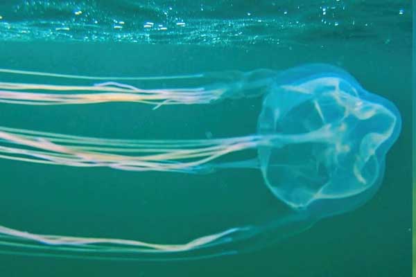 Australian Box Jellyfish