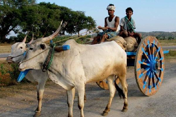 எலுமிச்சை