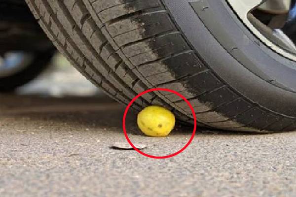 எலுமிச்சை