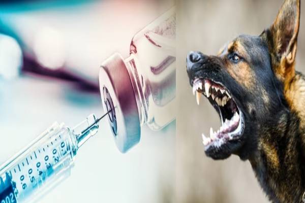 நாய் கடி