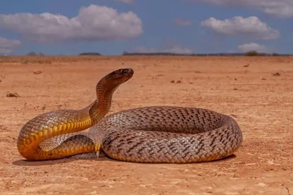 ஆபத்தான பாம்புகள்