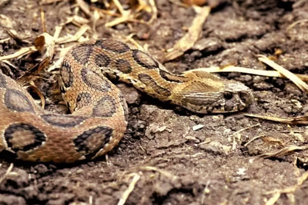 ஆபத்தான பாம்புகள்