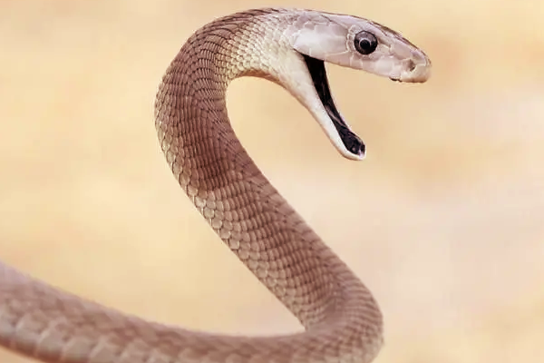 ஆபத்தான பாம்புகள்