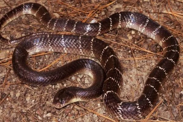 ஆபத்தான பாம்புகள்