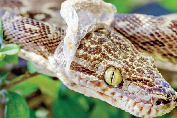 பாம்பு கண்பார்வை