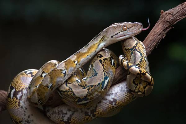 பாம்பு கண்பார்வை