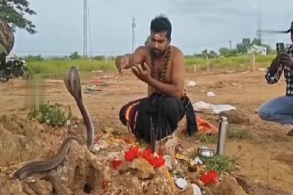 நாகப்பாம்பு