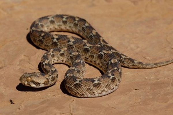 பாம்பு வீடியோ