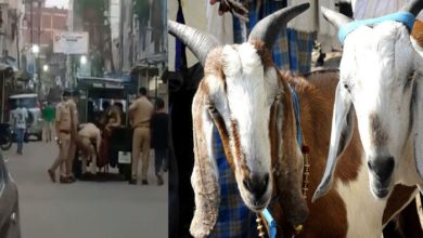 goat arrest