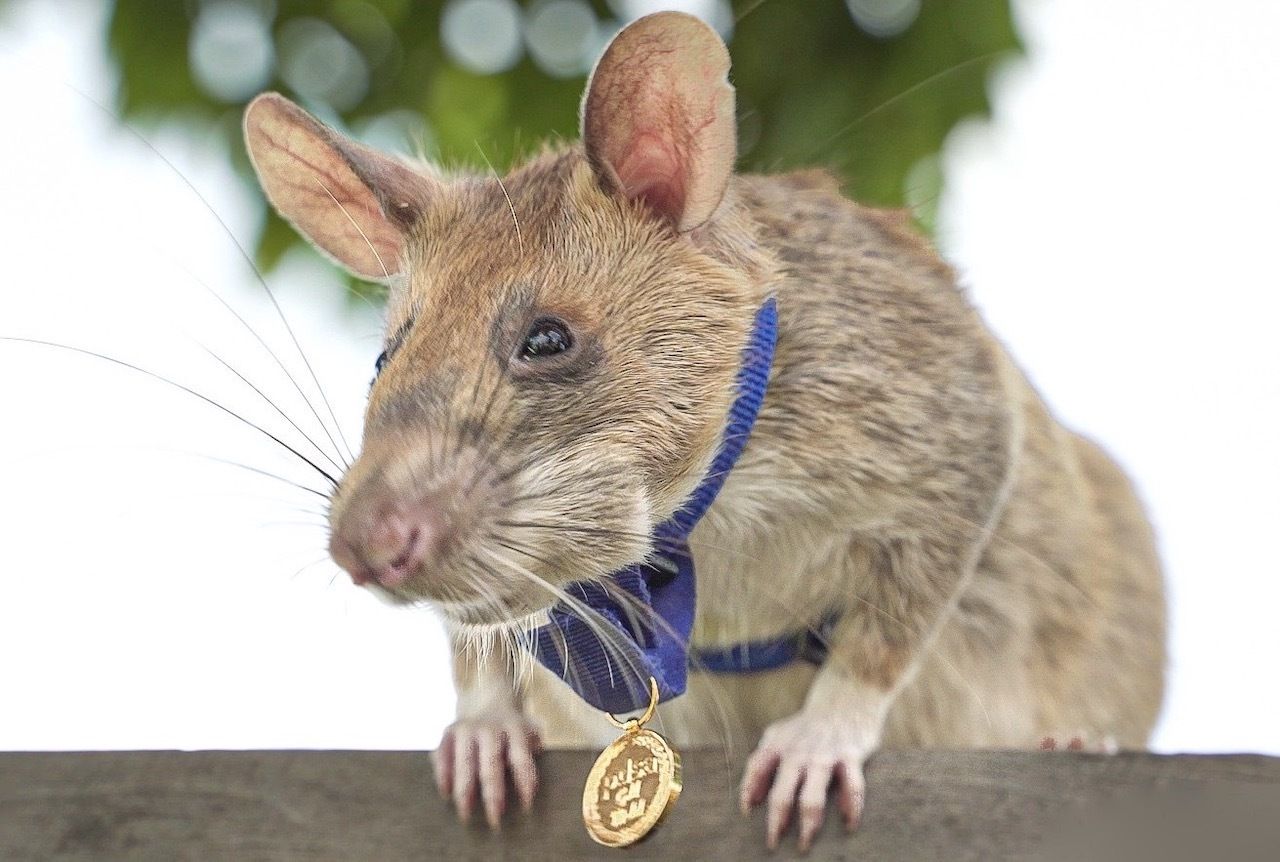 Rat got gold medal