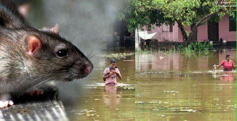 rat fever in kerala