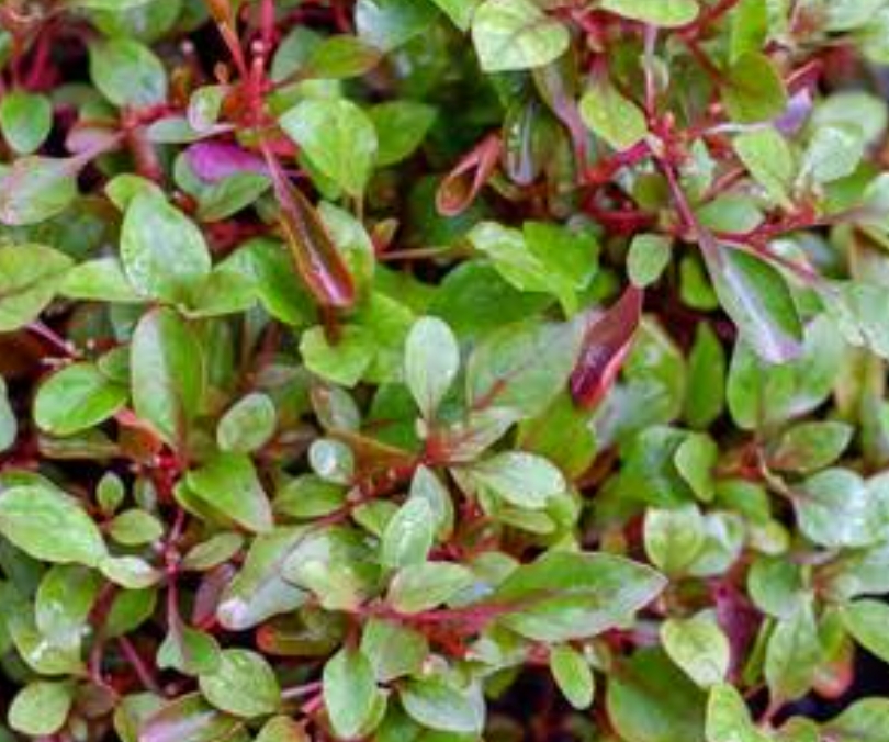 Dwarf copperleaf