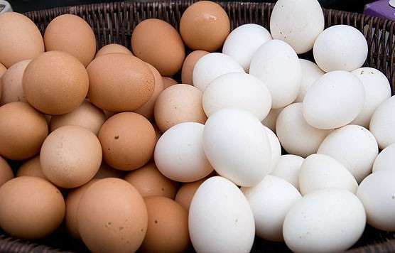 Egg