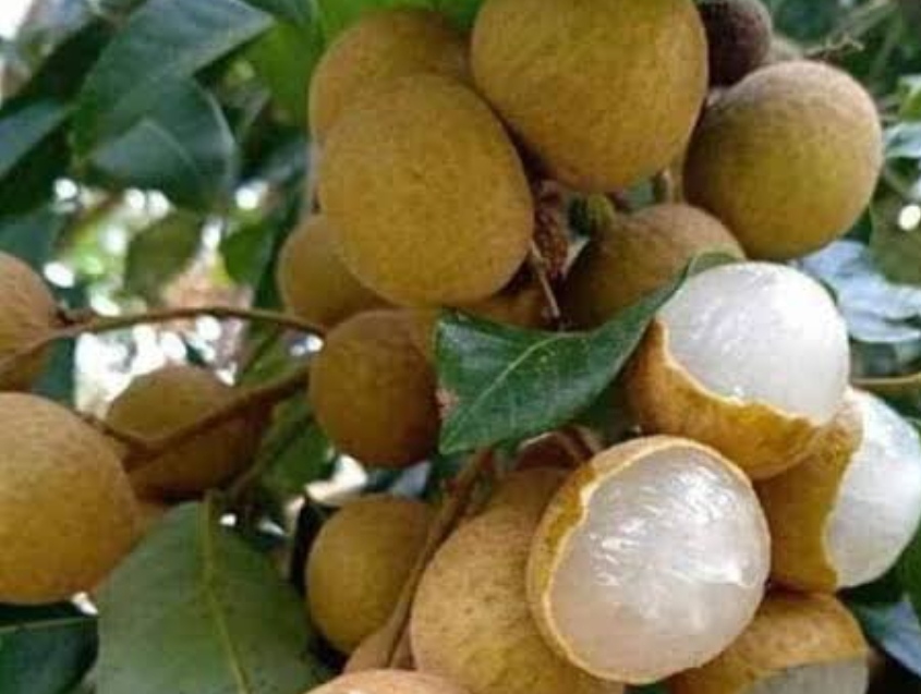 Azhinji fruit
