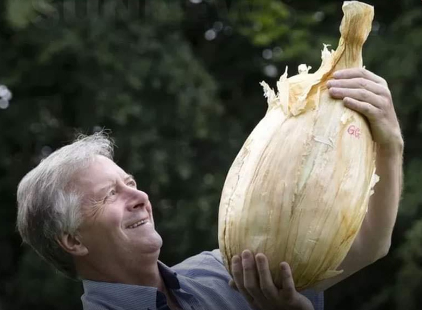 Big onion